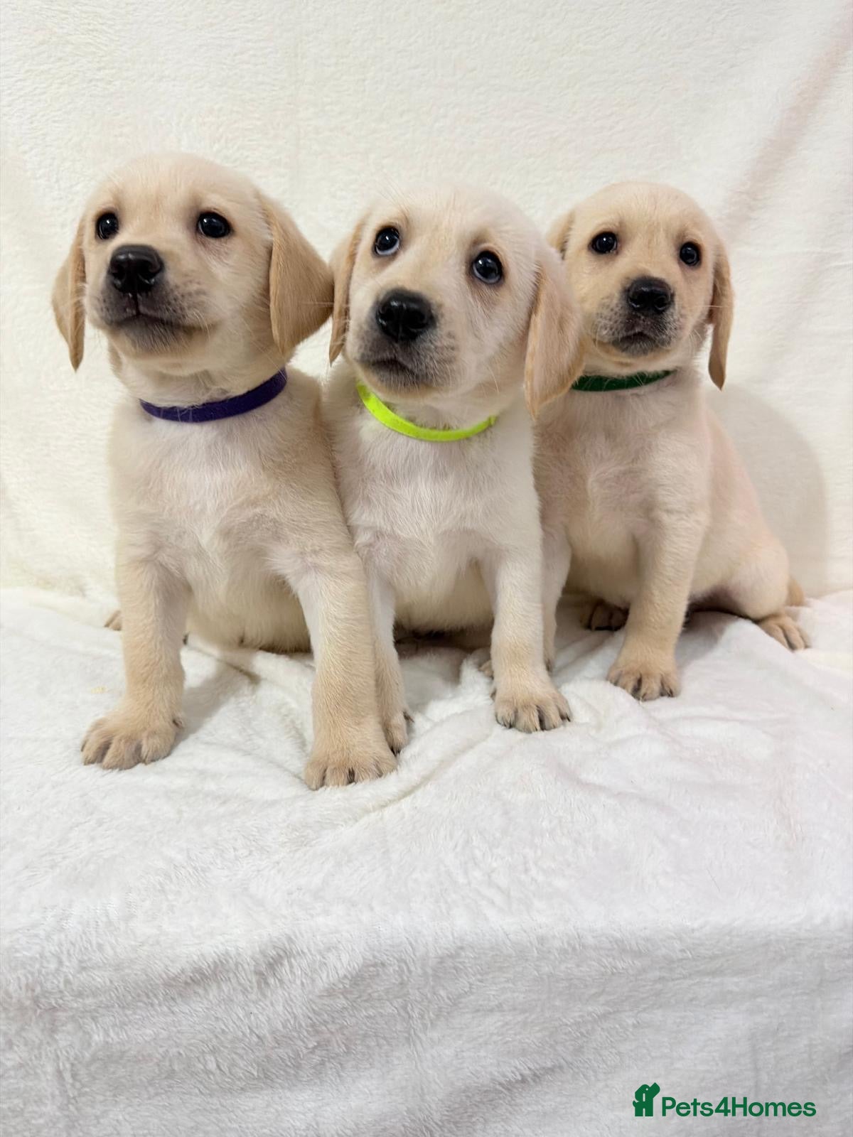 Labrador Retriever dogs 6 adorable Labrador retriever puppies  - Advert 1
