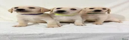 Labrador Retriever dogs for sale: 6 adorable Labrador retriever puppies  in Maldon - Advert 1