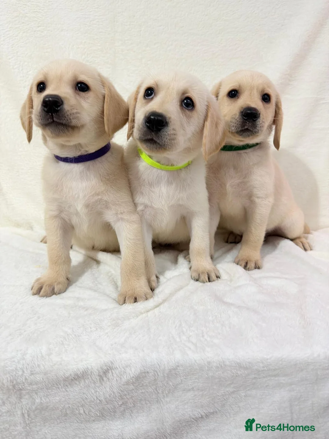 Labrador Retriever dogs for sale: 6 adorable Labrador retriever puppies  in Maldon - Advert 1