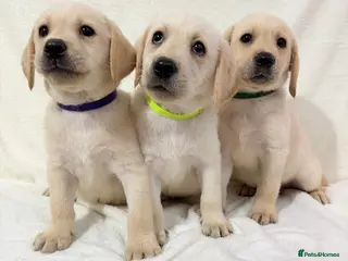 Labrador Retriever dogs 6 adorable Labrador retriever puppies - Advert 3