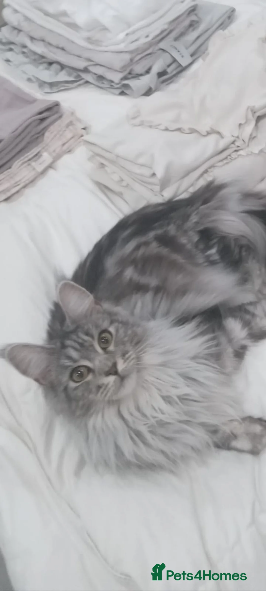 Maine Coon cats for sale: Maine coon x - Advert 9