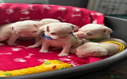 Pug dogs for sale: 7 boys ready to go next week!!!🩵 - Image 17