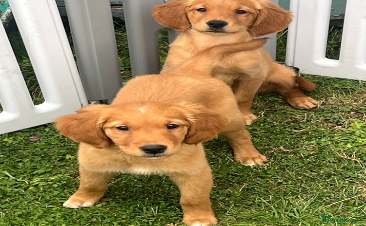 Golden Retriever dogs - Advert 1