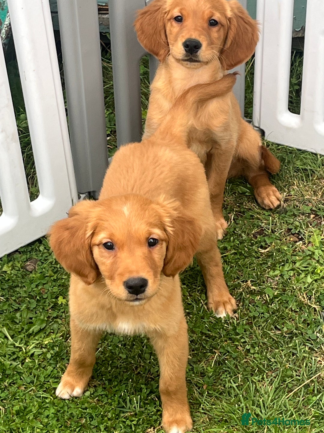 Golden Retriever Small Mixed Dog Breeds Golden Retriever Most