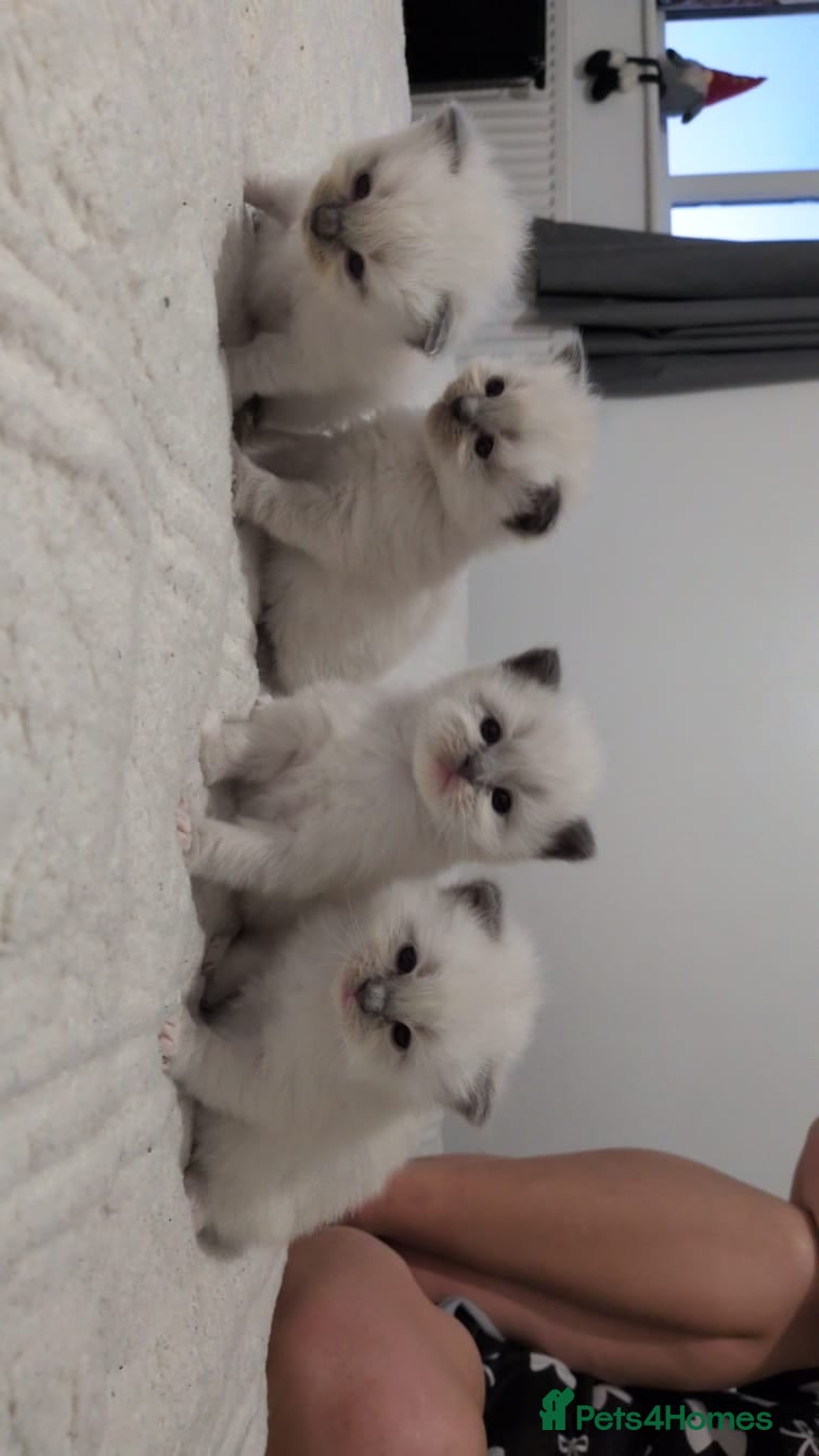 Ragdoll cats Ragdoll x - Advert 2
