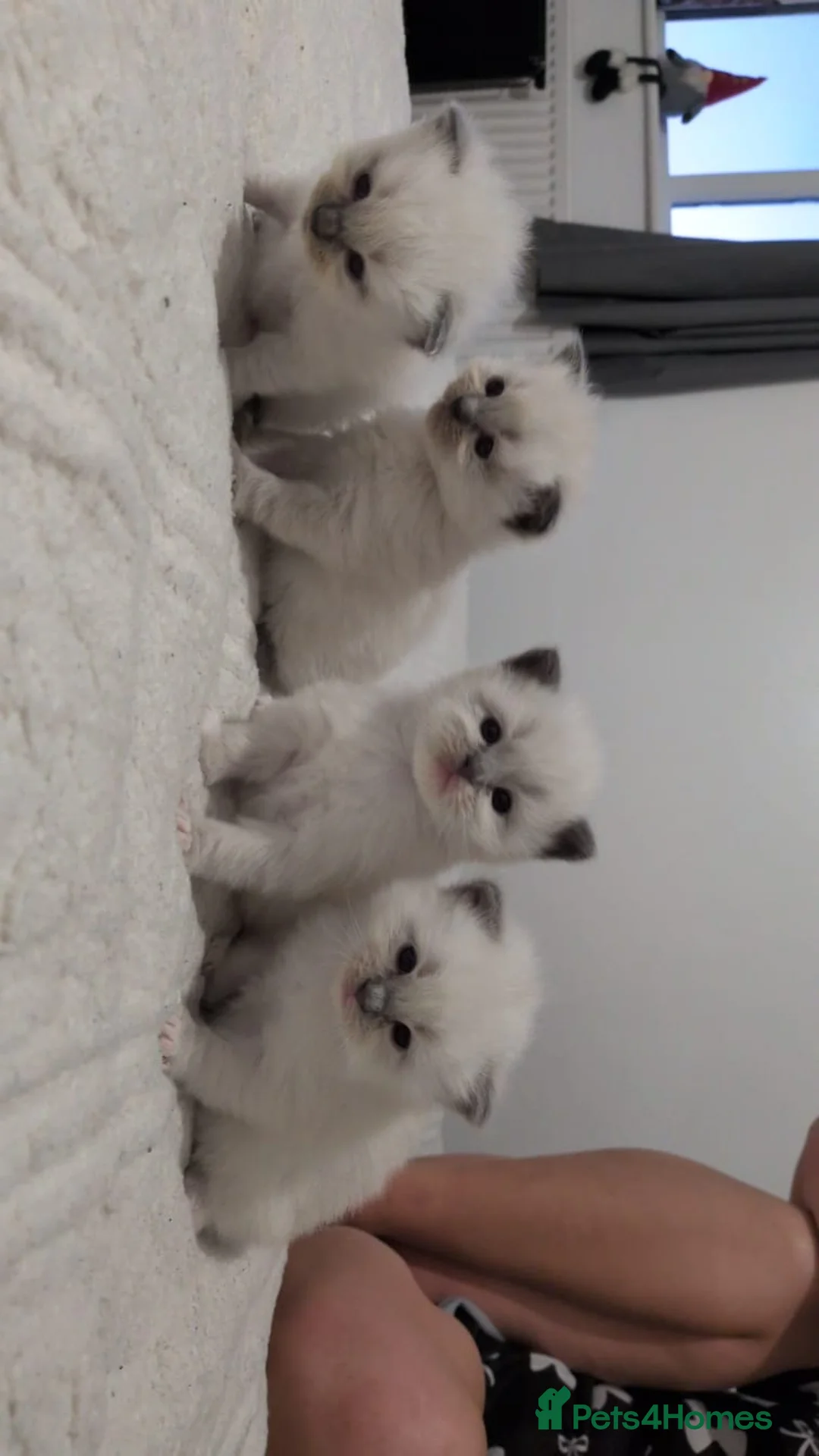 Ragdoll cats for sale: Ragdoll x in Hastings - Advert 1