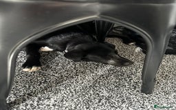 Mixed Breed dogs for sale: Lab X Collie, 9 Months Old, Seeking a Forever Home - Image 12