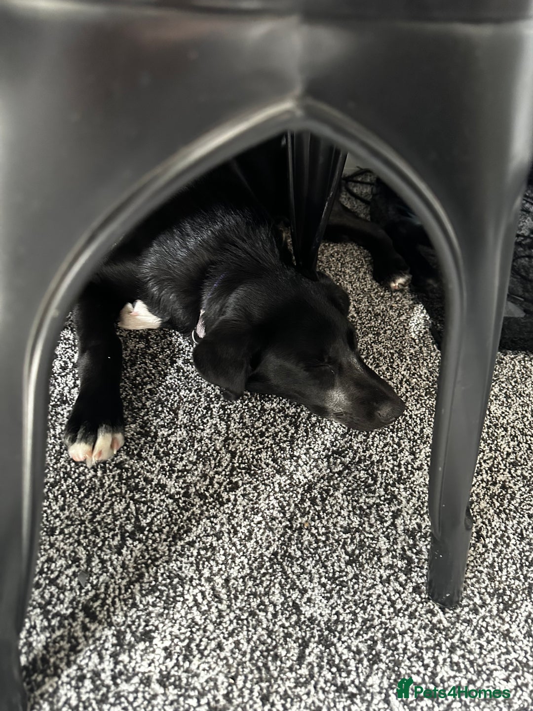 Mixed Breed dogs for sale: Lab X Collie, 9 Months Old, Seeking a Forever Home - Image 12