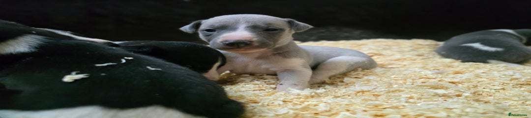 Whippet Puppy 3