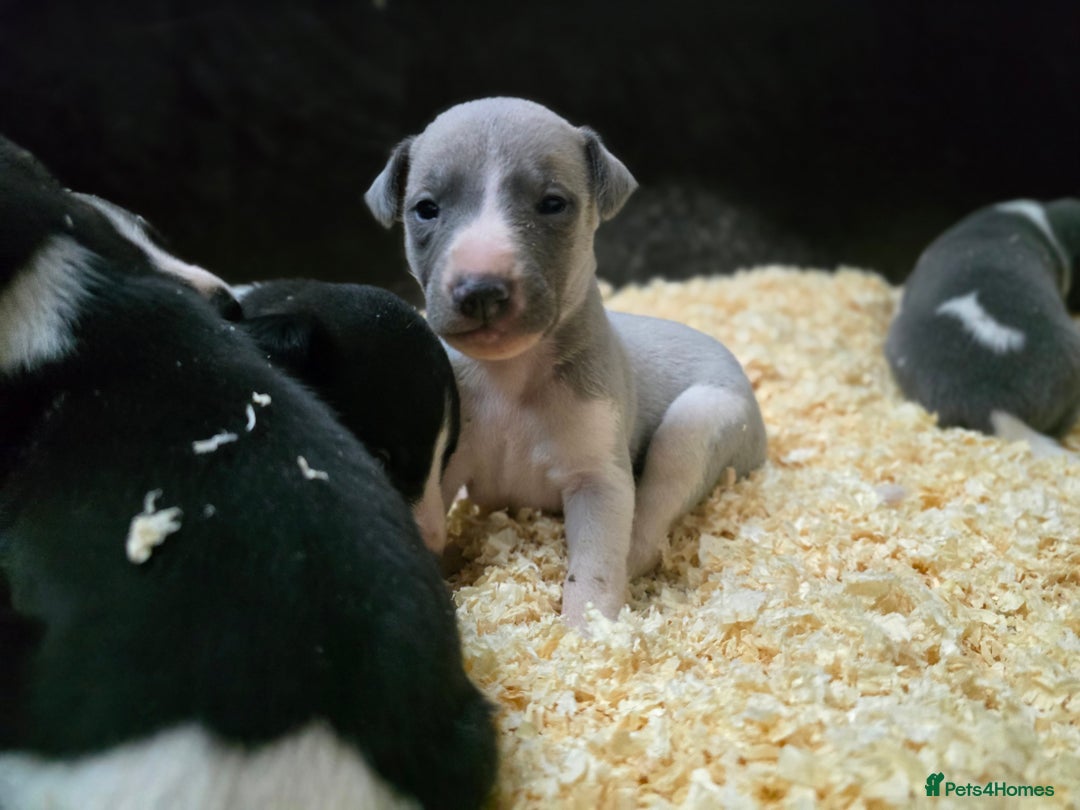 Whippet dogs for sale: Kc reg whippet litter - Image 5