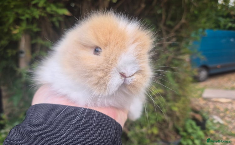 Angora rabbits - Advert 1
