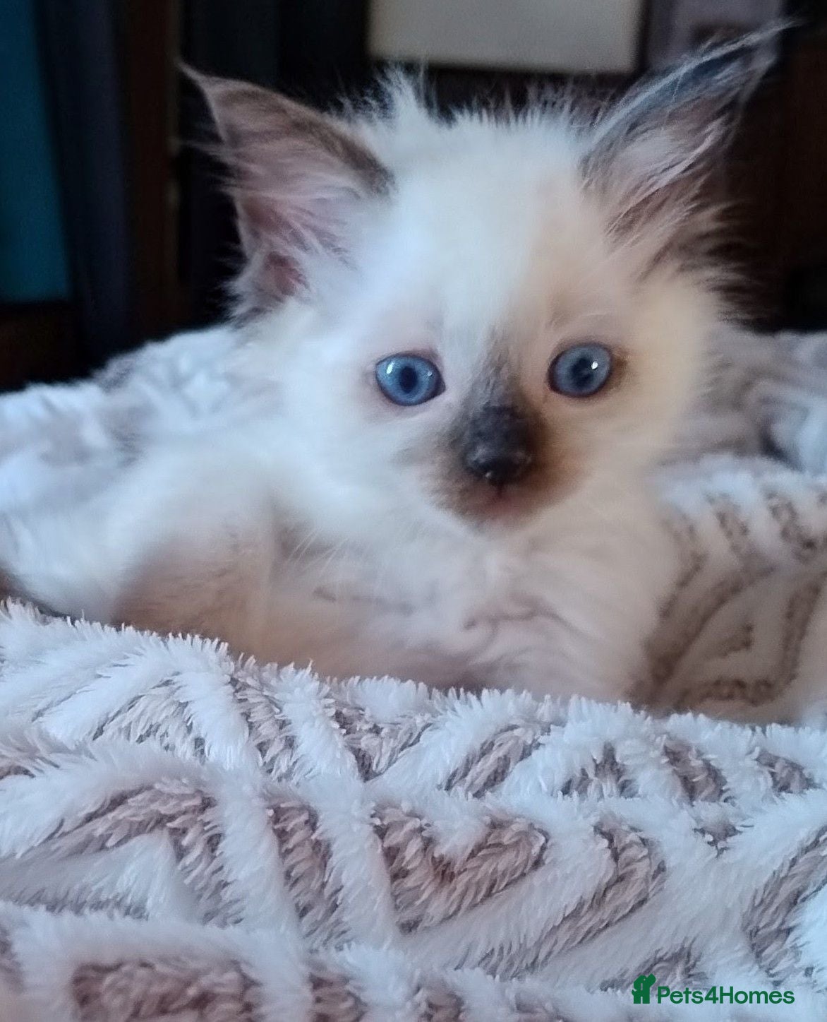 Ragdoll cats Pure bred Ragdolls need loving homes - Advert 1