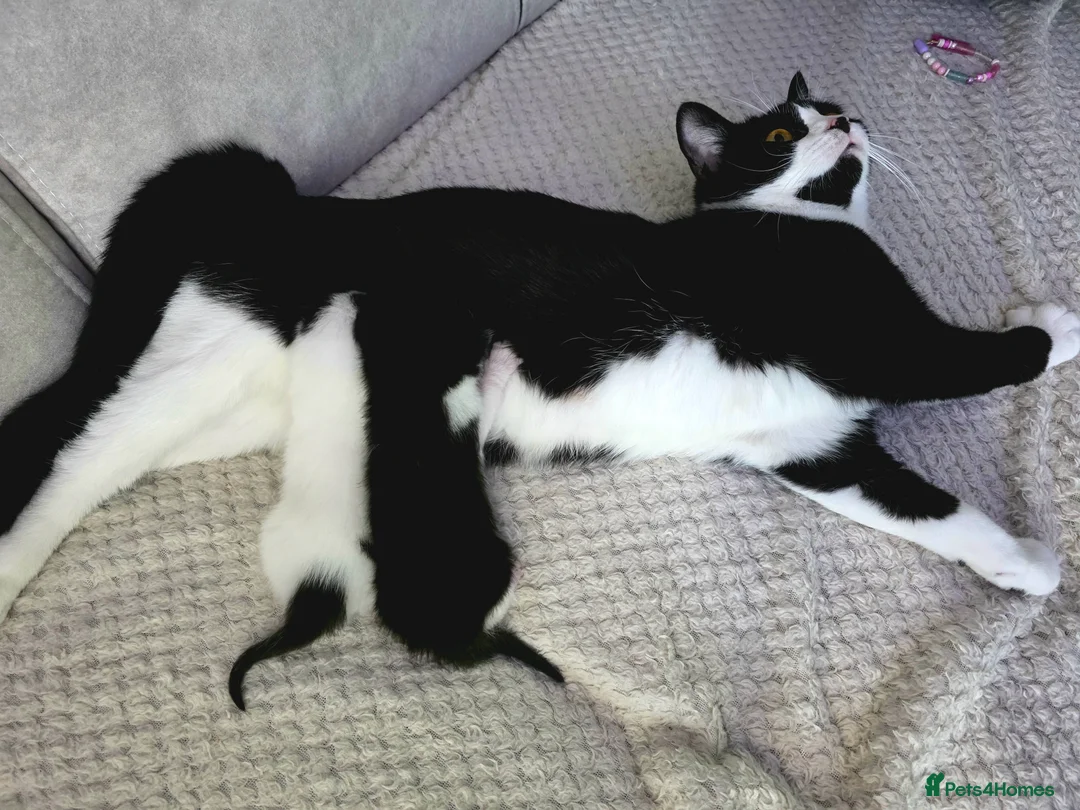 Mixed Breed cats for sale:  Adorable Kittens  - Advert 1