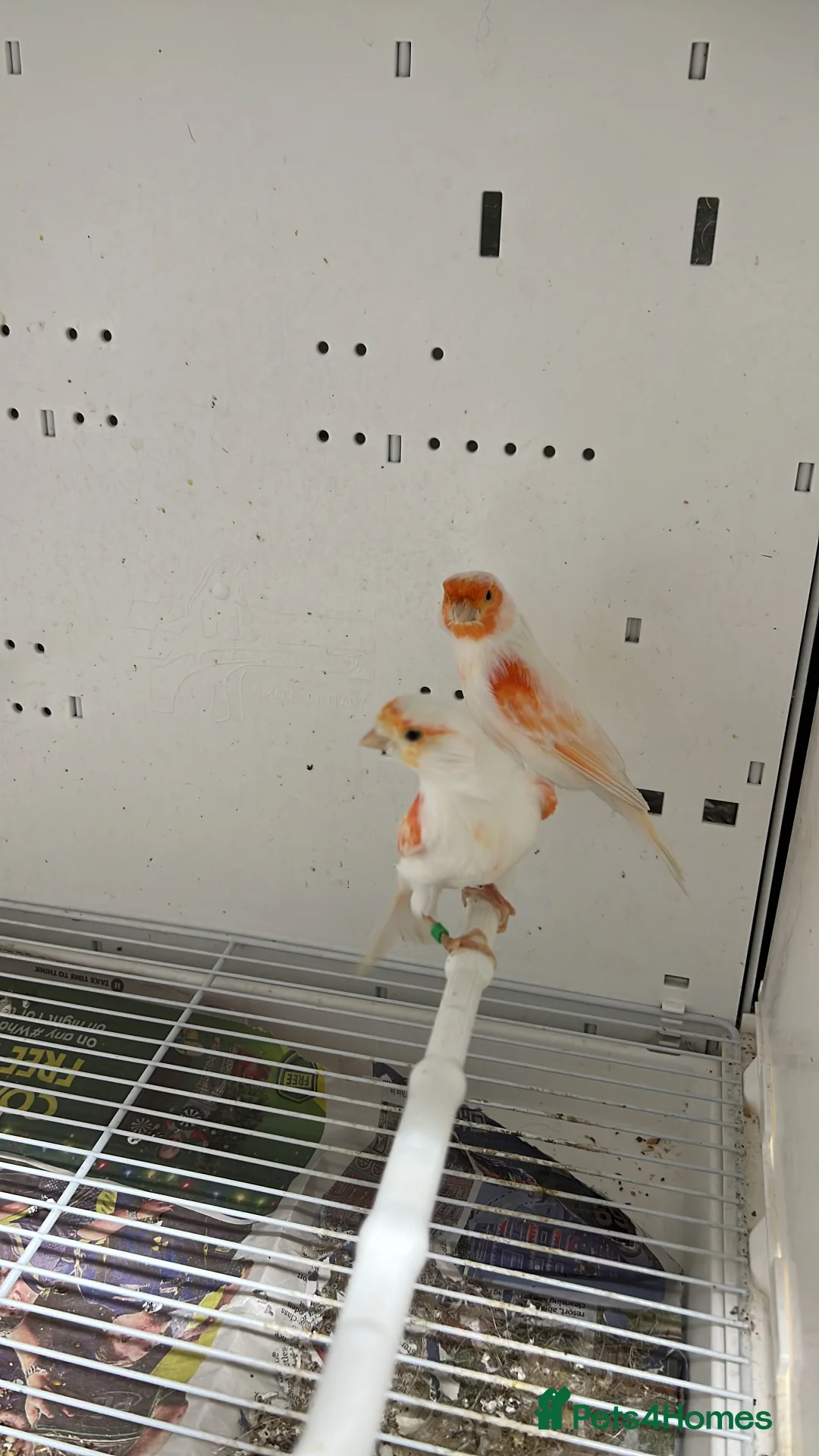 Canaries birds for sale: Canaries for sale  - Advert 15