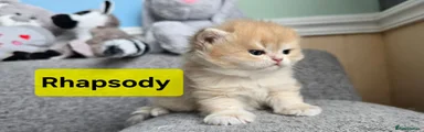 British Shorthair 3