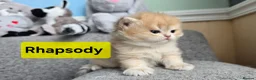 British Shorthair cats for sale: Pedigree golden British shorthair  - Advert 31