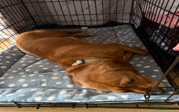Beaglier dogs for sale: Beaglier needing new home - Image 9