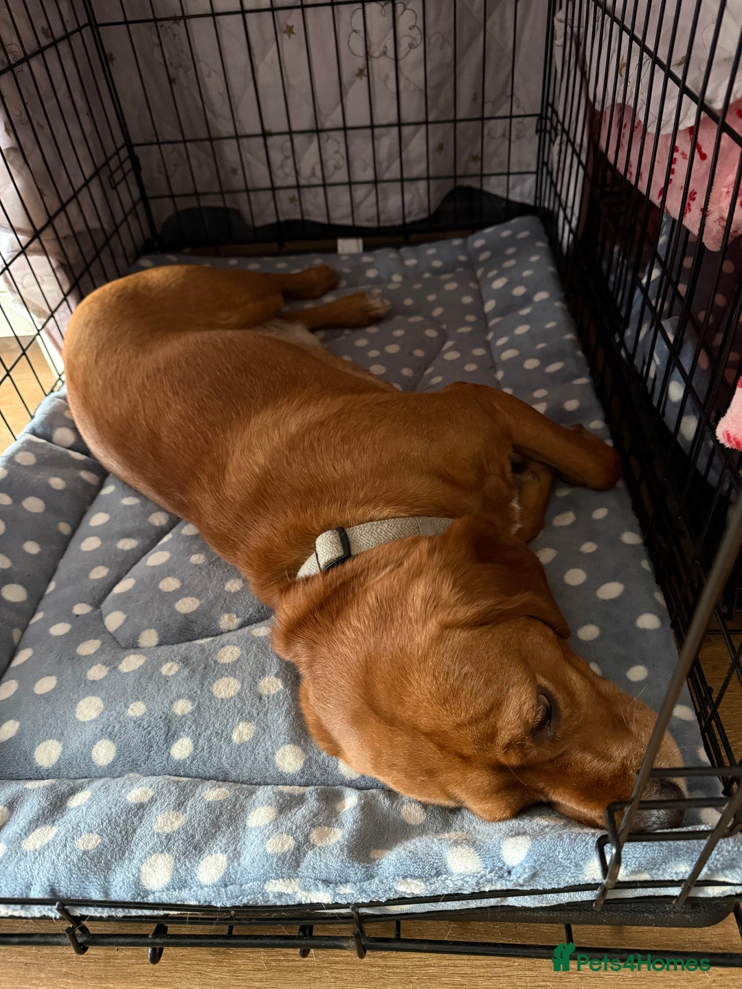 Beaglier dogs for sale: Beaglier needing new home - Image 9