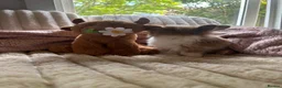 Lionhead rabbits for sale: Baby lionhead cross flop rabbits  - Advert 14