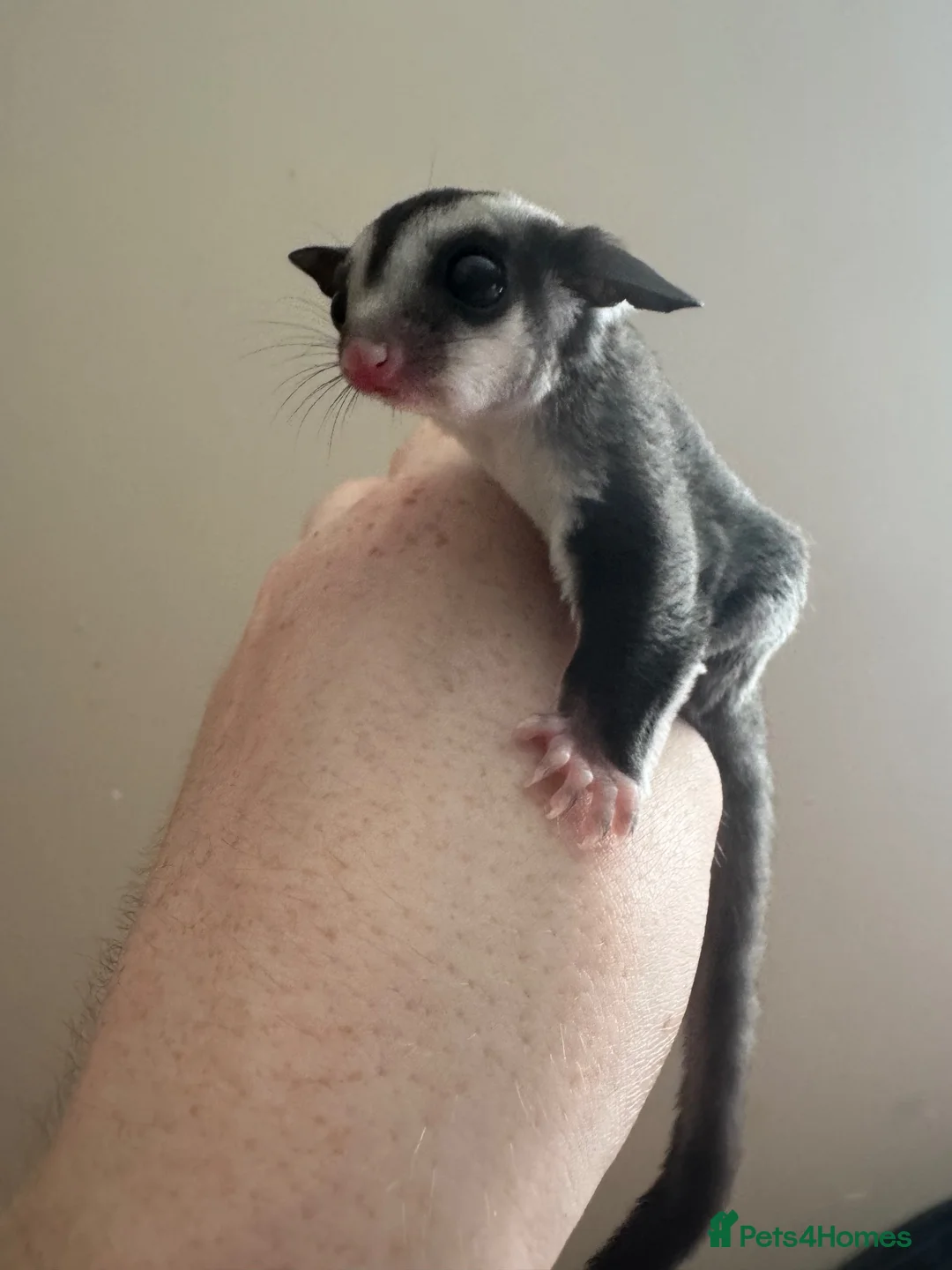 Sugar Glider rodents for sale: Black beauty male sugar glider  - Advert 2