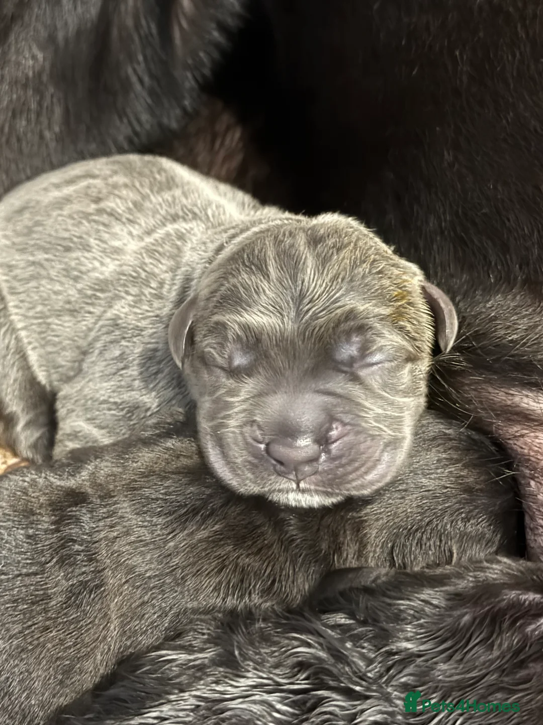 Cane Corso dogs for sale: 🐾🐾Pure Breed Cane Corso Puppy’s for sale🐾🐾 - Advert 20