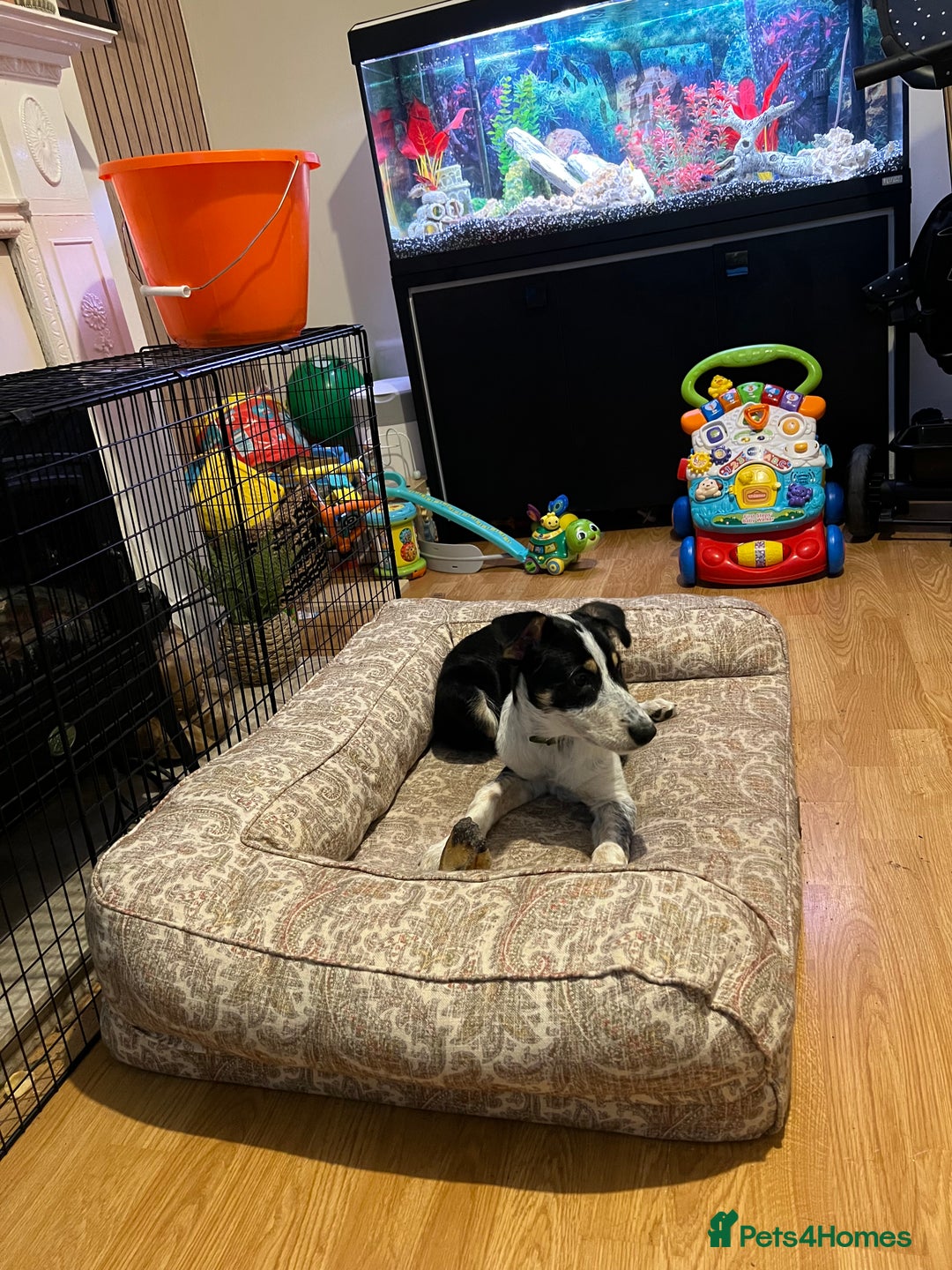 Border Collie dogs for sale: 15 Weeks Old Border Collie Female - Image 1
