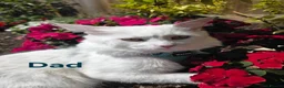 Maine Coon cats for sale: Beautiful White ***polydactyl*** Maine Coon girl. - Advert 6