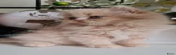 Persian cats for sale: Persian kittens  - Advert 14