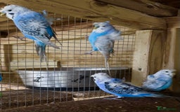 Budgerigars birds for sale: Hagoromo helicopter budgies in Lymington - Image 3