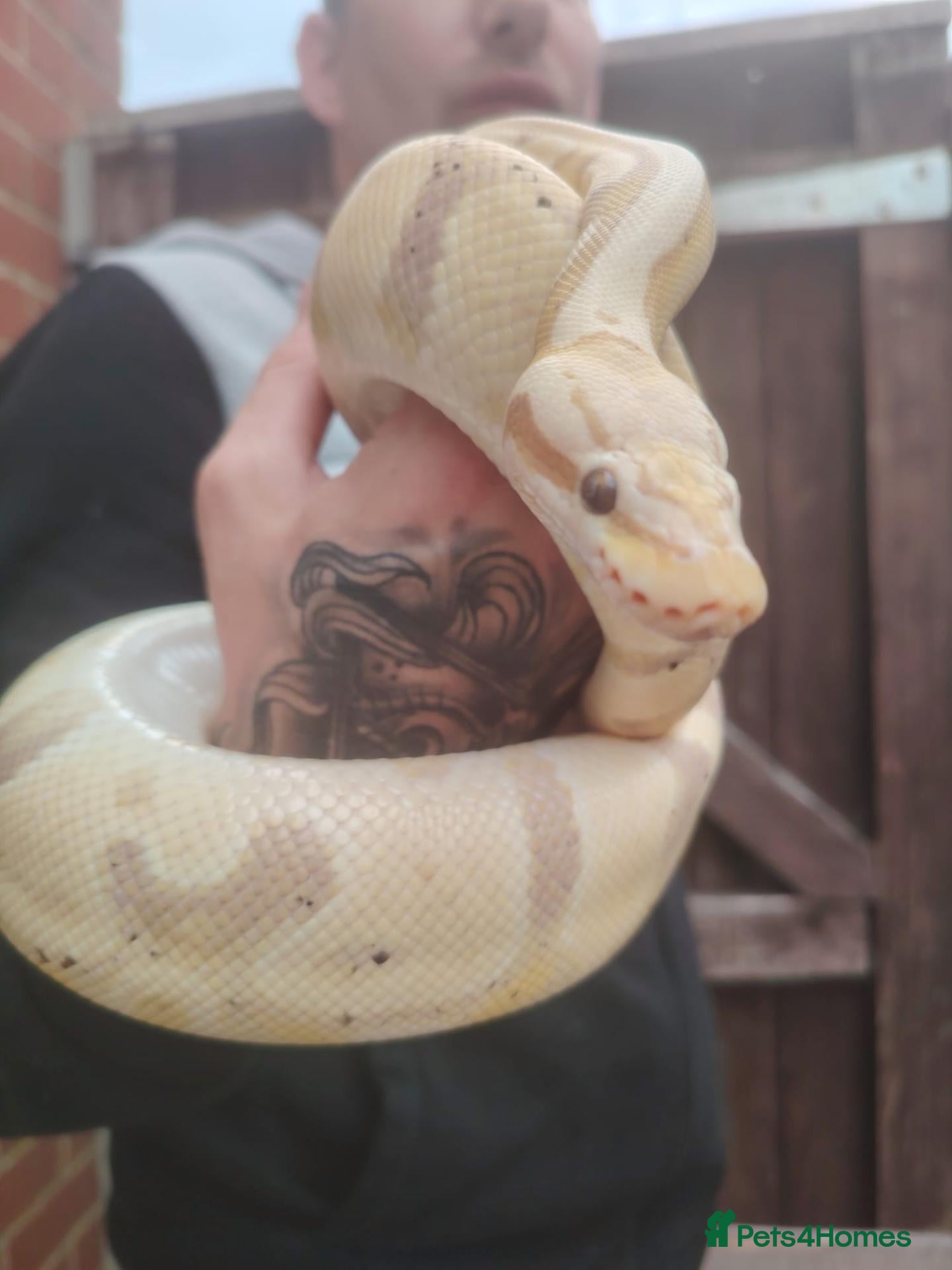 Python Snake reptiles Gorgeous male and female ball python  - Advert 2