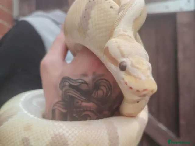 Python Snake reptiles banana male and female savannah ball python - Advert 2