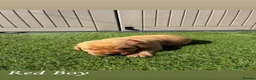 Labrador Retriever dogs for sale: 🐾Exceptional KC Registered Labrador Puppies🐾 - Advert 10