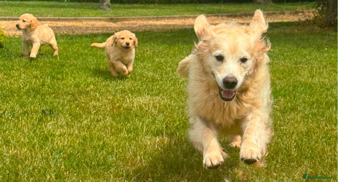 Golden Retriever dogs Golden retriever puppies - Advert 2