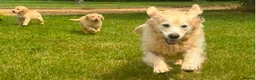 Golden Retriever dogs for sale: Golden retriever puppies in Hull - Advert 2