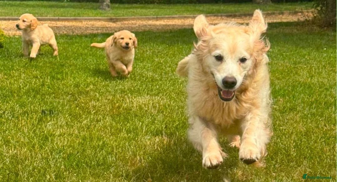 Golden Retriever dogs for sale: Golden retriever puppies in Hull - Advert 2