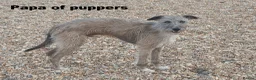 Lurcher dogs for sale: Soppy Bedlington Whippet lurcher puppies  - Advert 4