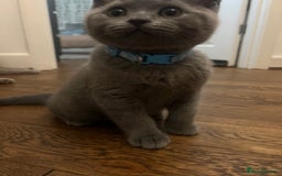 British Shorthair cats for sale: Chunky British Shorthair Kittens - Image 5