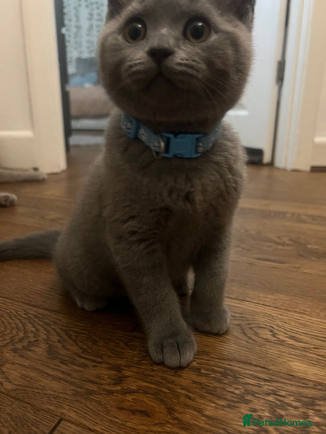 British Shorthair cats for sale: Chunky British Shorthair Kittens - Image 5