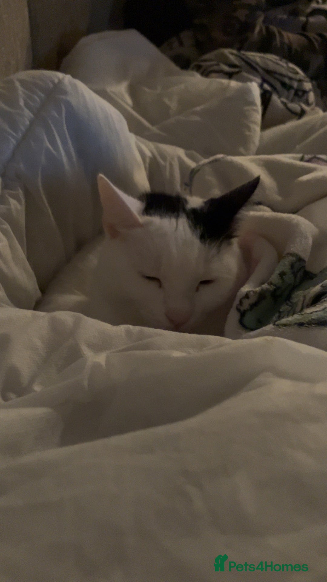 Mixed Breed cats for sale: Free to good home - Advert 6