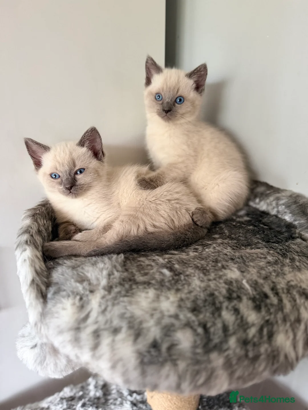 Ragdoll cats for sale: Stunning Ragdolls x Russian blue kittens  - Advert 2