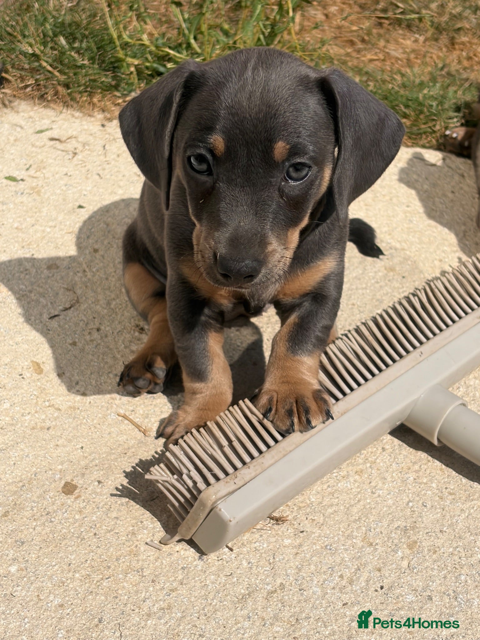 Jackshund dogs Last girl looking for her forever home   - Advert 1