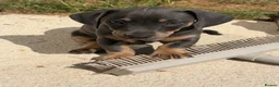 Jackshund dogs for sale: Ready for there forever homes  - Advert 10