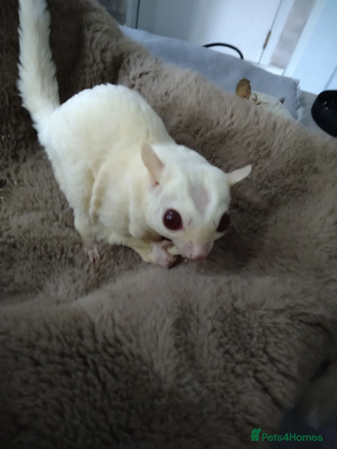 Sugar Glider rodents for sale: Platinum and creamino breeding pair  - Advert 2