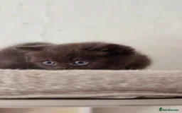 British Shorthair cats for sale: GCCF Chocolate British Shorthair kittens  - Image 14