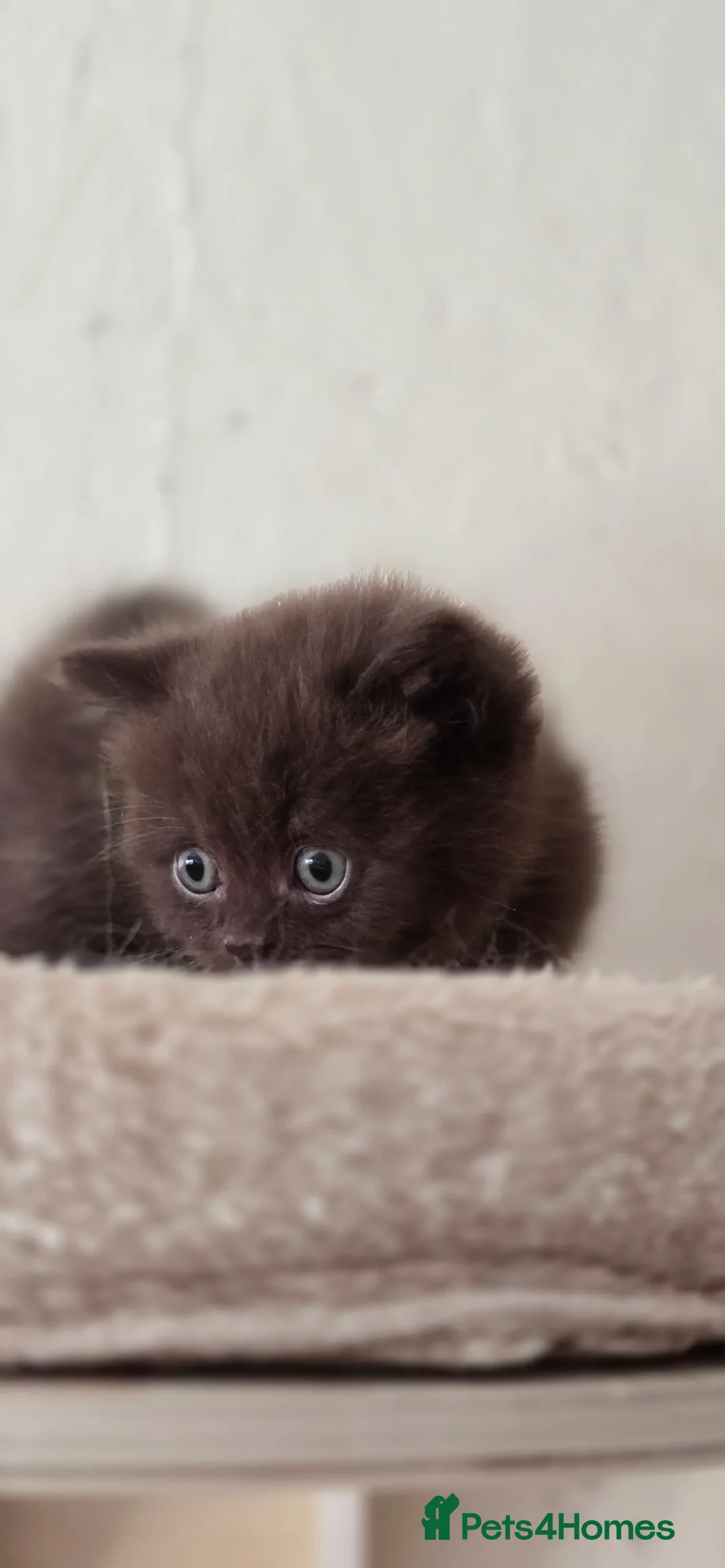 British Shorthair cats for sale: GCCF Chocolate British Shorthair kittens  - Image 14