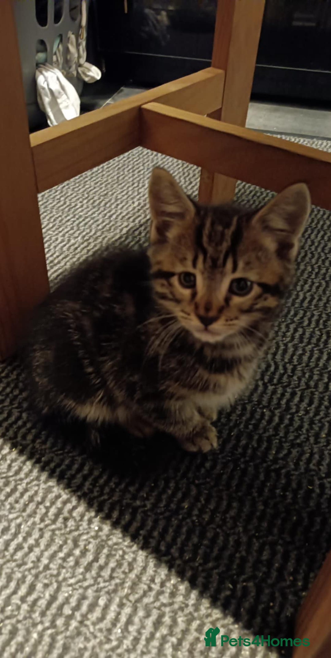 Mixed Breed cats for sale: Mixed coloured Tabbie kittens, 2 female available  - Image 1