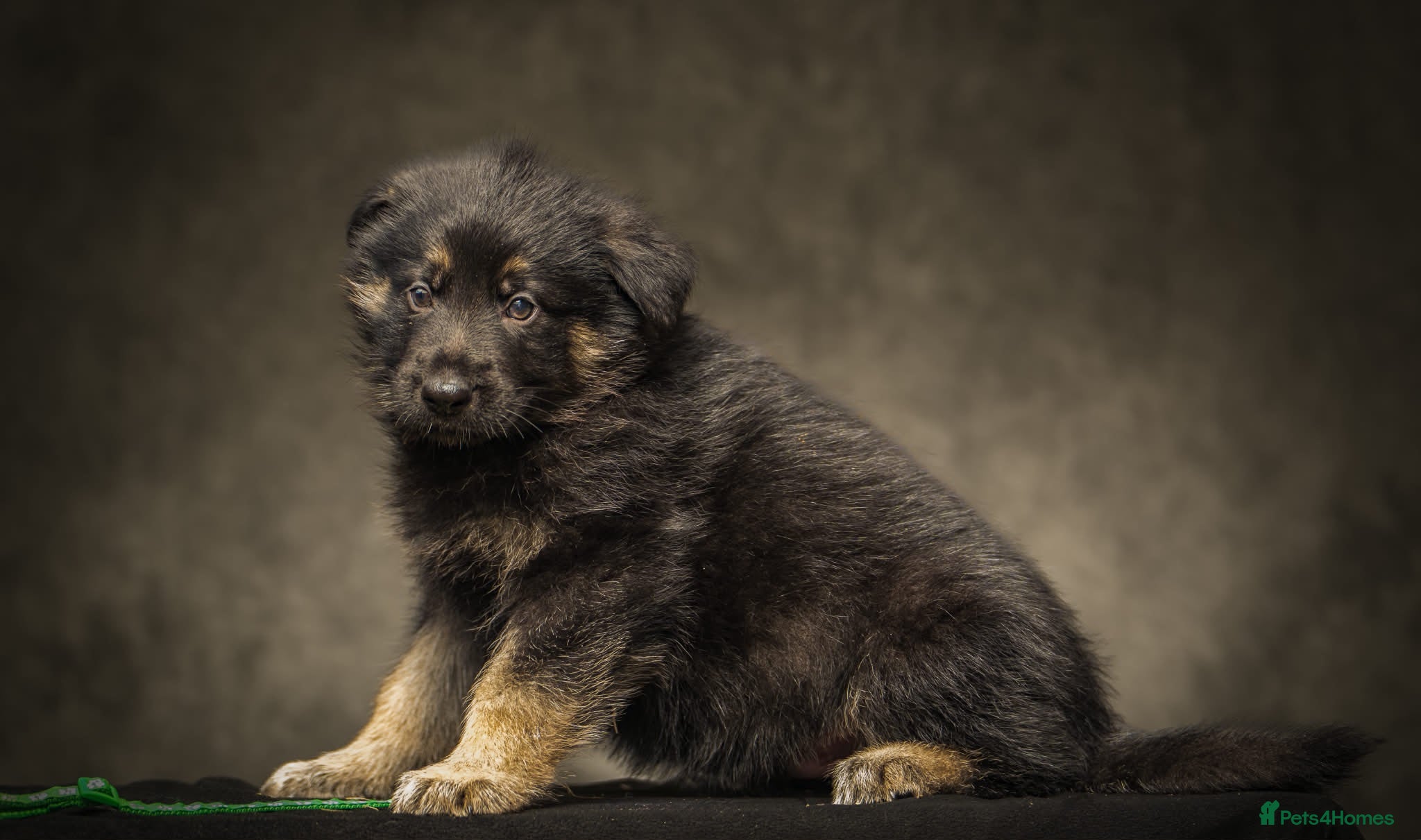 German Shepherd dogs Gorgeous German shepherd babies  - Advert 1