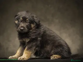 German Shepherd dogs Gorgeous German shepherd babies - Advert 5