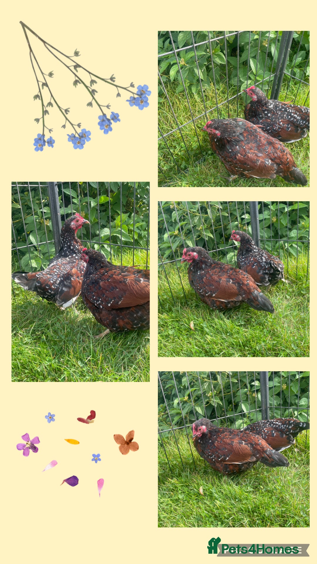 Chickens poultry for sale: Gold laced frizzled Polish  - Image 6