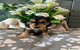 Cocker Spaniel dogs for sale: Health tested KC reg show type cocker spaniels  in Abergele - Image 29